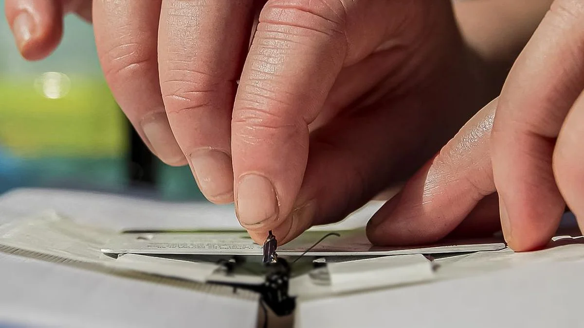 Menguak Keajaiban Migrasi Kupu-kupu Monarch Sejauh Ribuan Mil di Amerika Utara