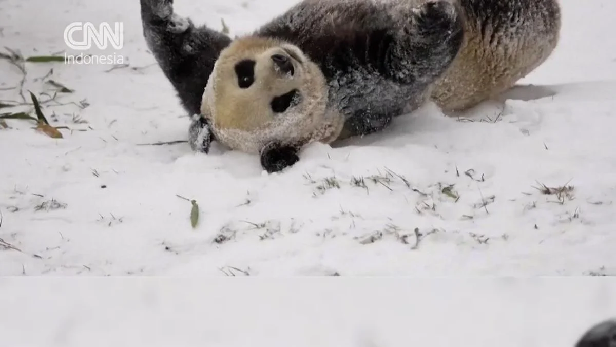 Momen Menggemaskan Panda Meng Meng Asyik Bermain Salju di Tiongkok