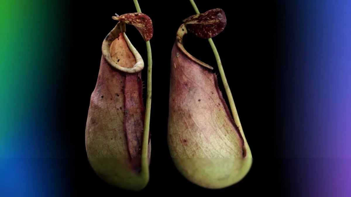 Peneliti Temukan Spesies Baru Kantong Semar di Mempawah, Kalimantan Barat